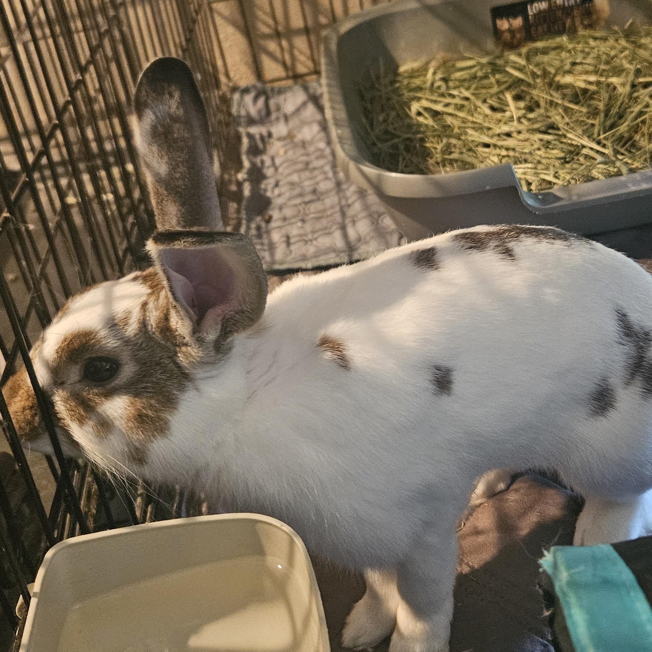 Enlarge Pip, a Adoptable Mini Rex in FOLEY, AL image 2/2