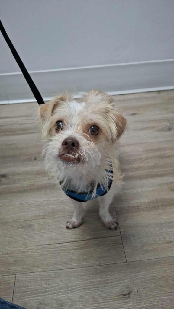 Scruffy, a Adoptable Terrier in Mesa, AZ image 1/4