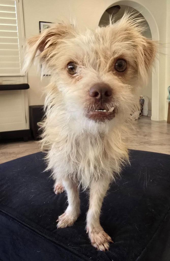 Scruffy, a Adoptable Terrier in Mesa, AZ image 2/4