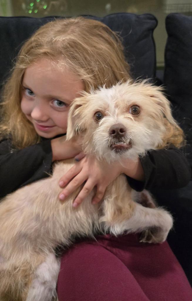 Scruffy, a Adoptable Terrier in Mesa, AZ image 3/4
