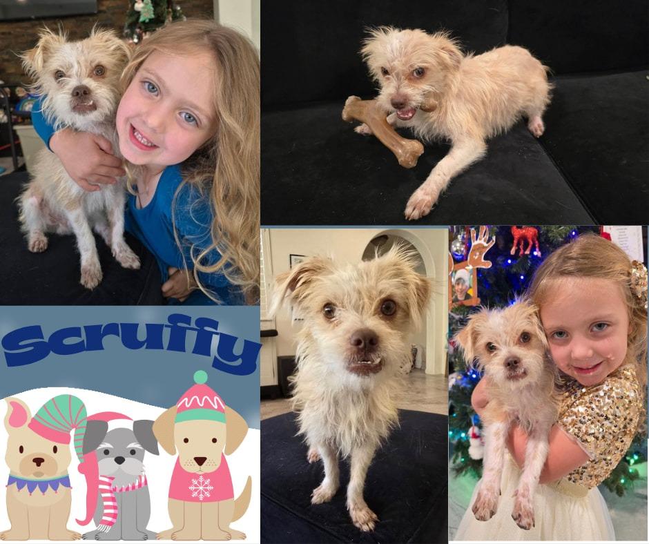 Scruffy, a Adoptable Terrier in Mesa, AZ image 4/4