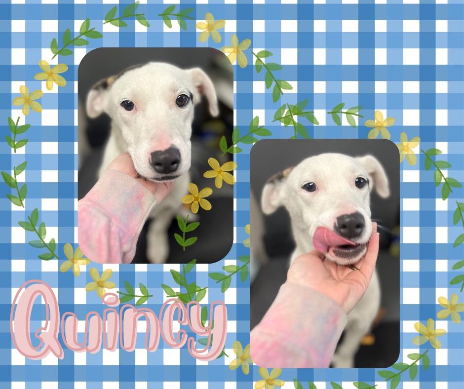 Quincy, Adoptable, Puppy Male Labrador Retriever.