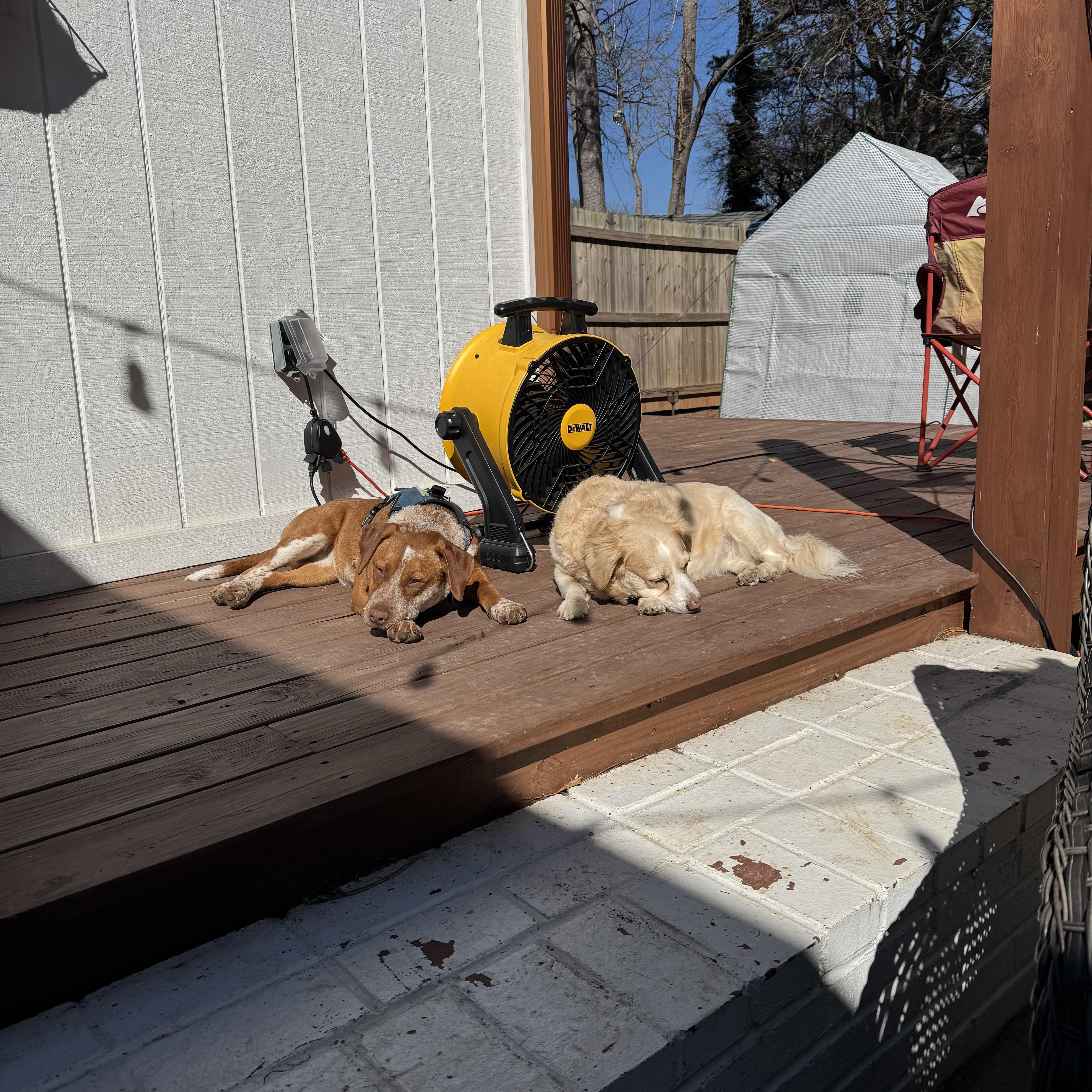 Enlarge Jess, an adopted mixed breed in Roswell, GA image 4/5