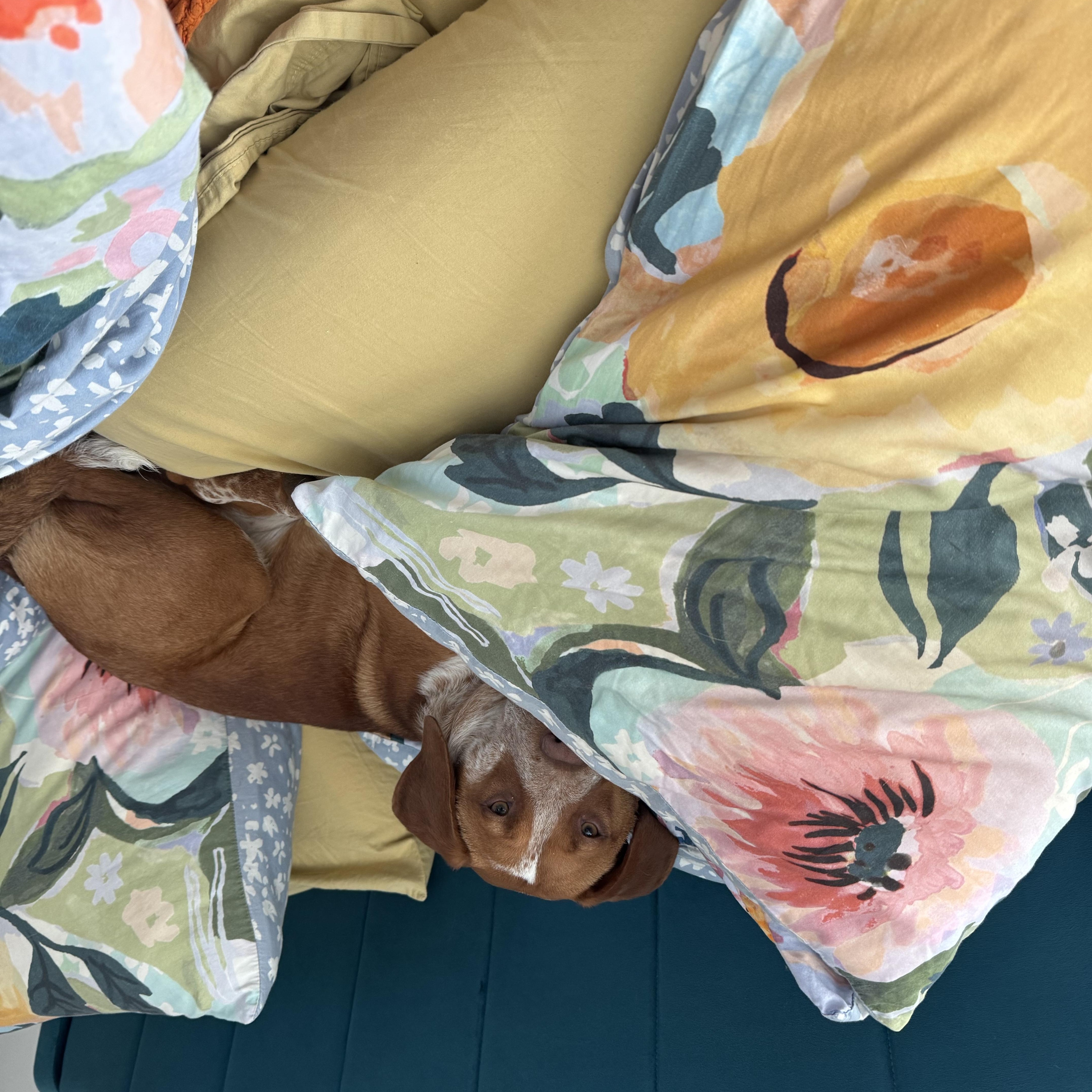 Enlarge Jess, an adopted mixed breed in Roswell, GA image 5/5