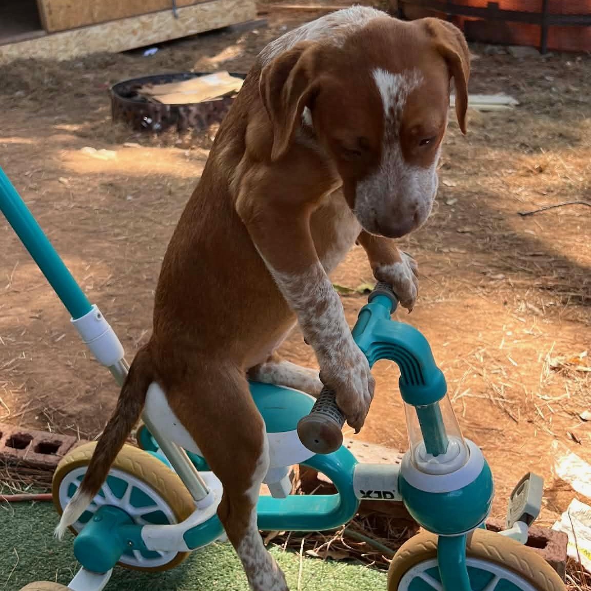 Enlarge Jess, an adopted mixed breed in Roswell, GA image 2/5