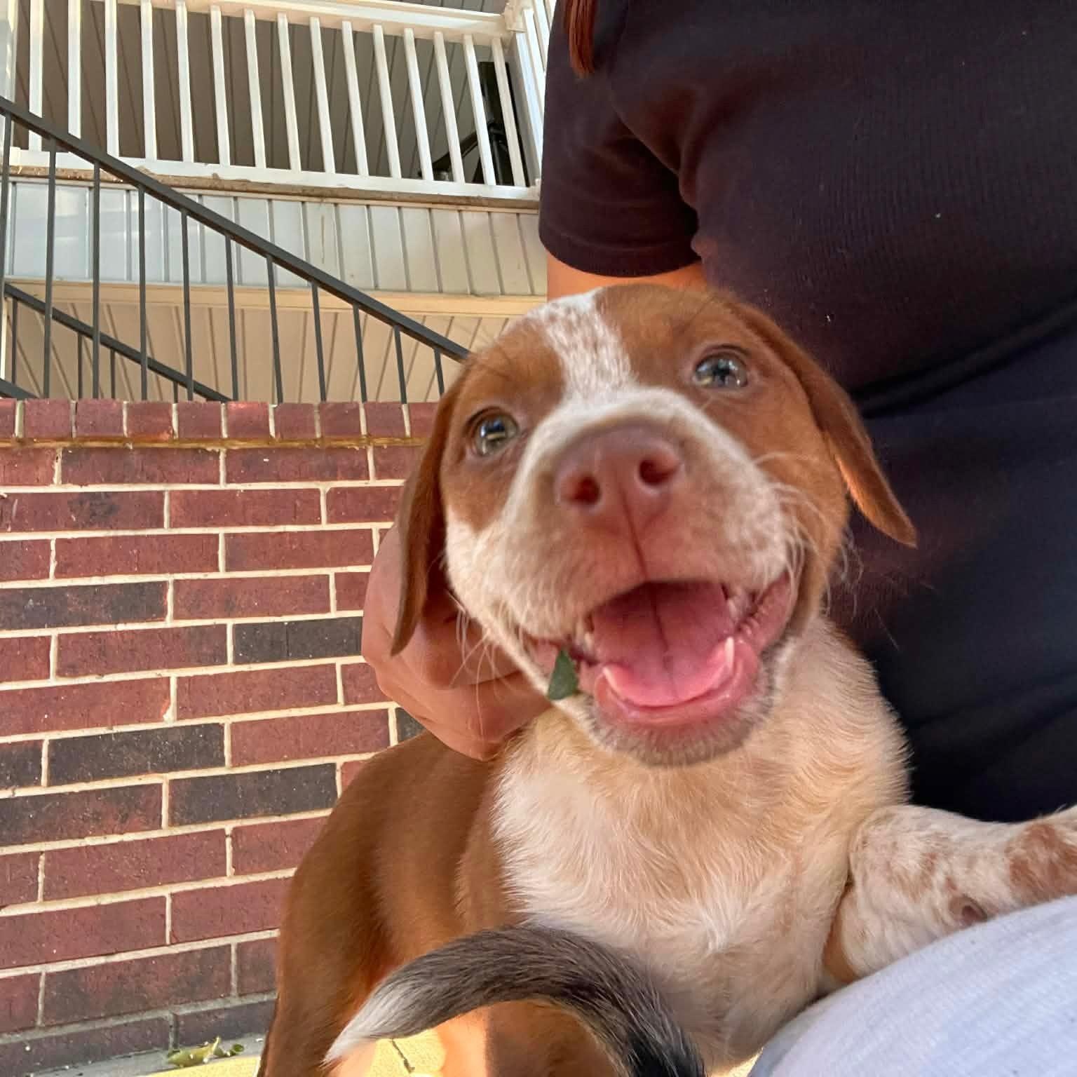 Jess, adopted, Young Female Australian Cattle Dog / Blue Heeler & American Staffordshire Terrier.