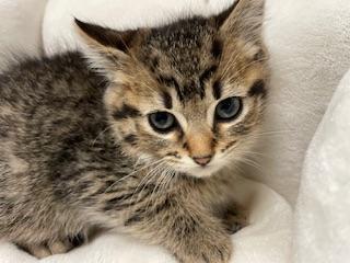 Enlarge Reeces, a Adoptable Tabby in Parlier, CA image 1/6