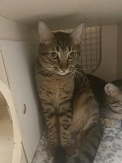 Enlarge Reeces, a Adoptable Tabby in Parlier, CA image 2/6