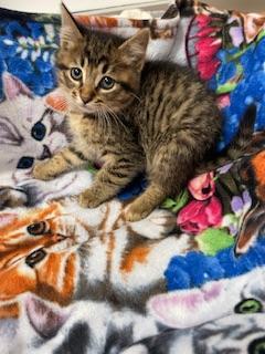 Enlarge Reeces, a Adoptable Tabby in Parlier, CA image 3/6