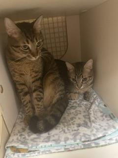 Enlarge Reeces, a Adoptable Tabby in Parlier, CA image 4/6
