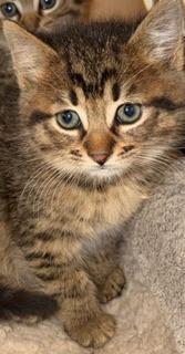 Enlarge Reeces, a Adoptable Tabby in Parlier, CA image 5/6