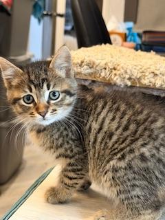 Enlarge Reeces, a Adoptable Tabby in Parlier, CA image 6/6