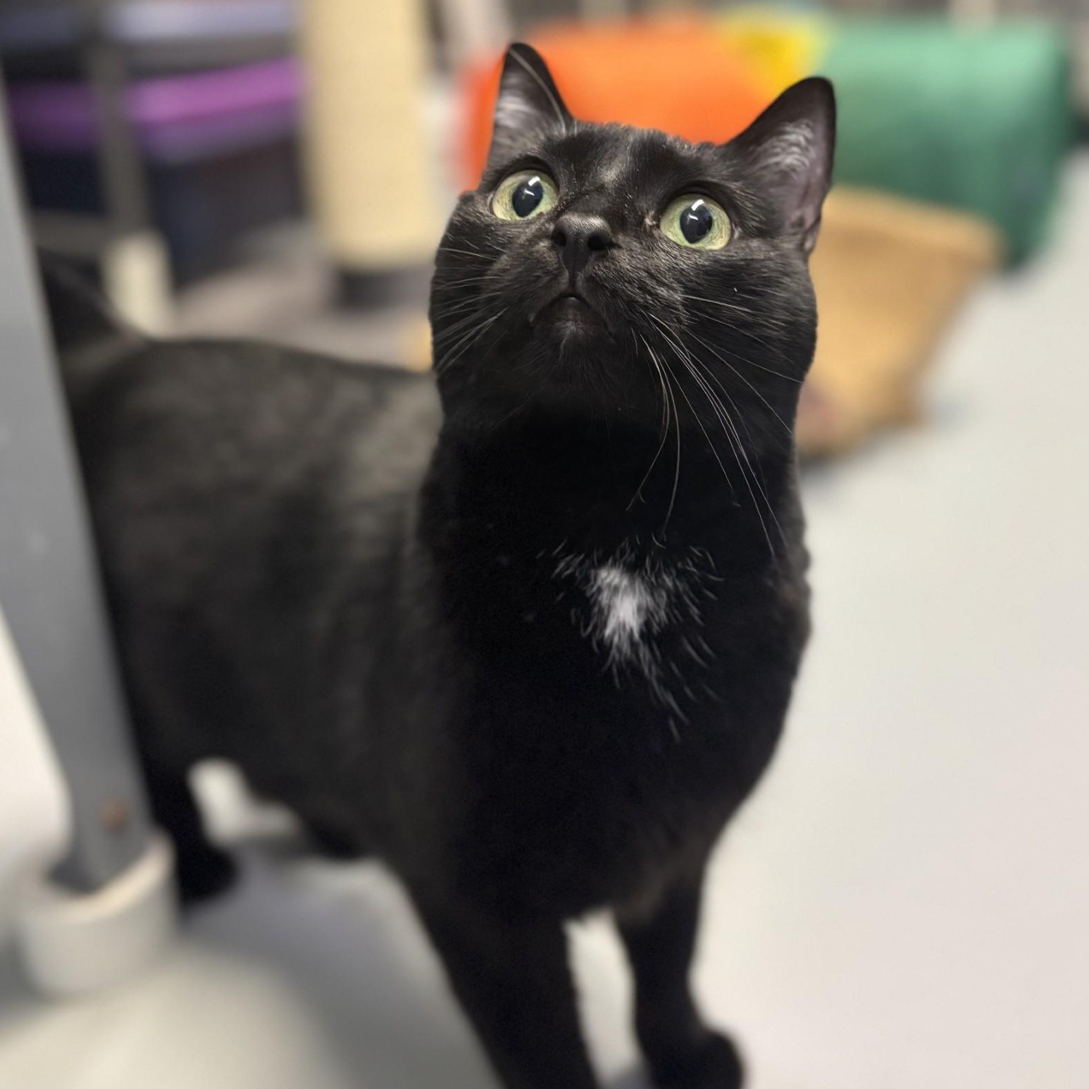 Elowen, a ADOPTABLE Domestic Short Hair in Lowell, AR image 3/4