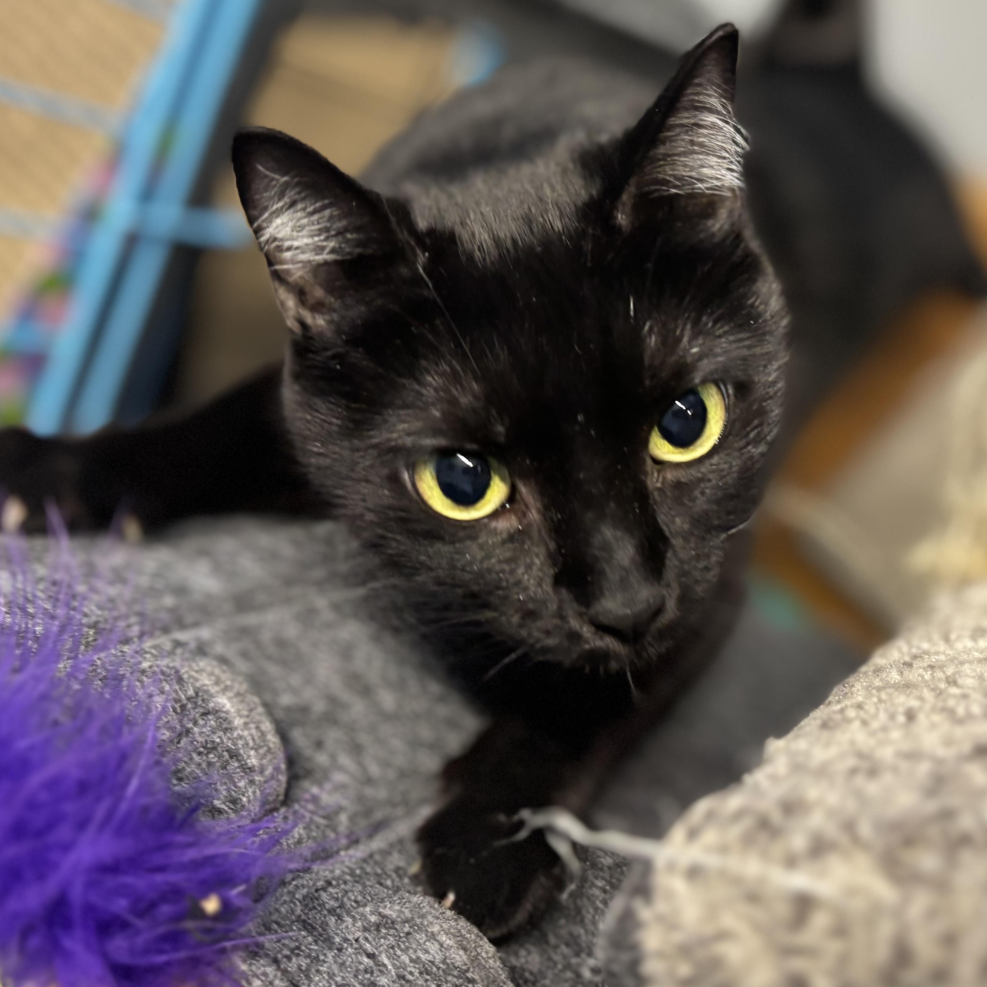 Elowen, ADOPTABLE, Adult Female Domestic Short Hair.