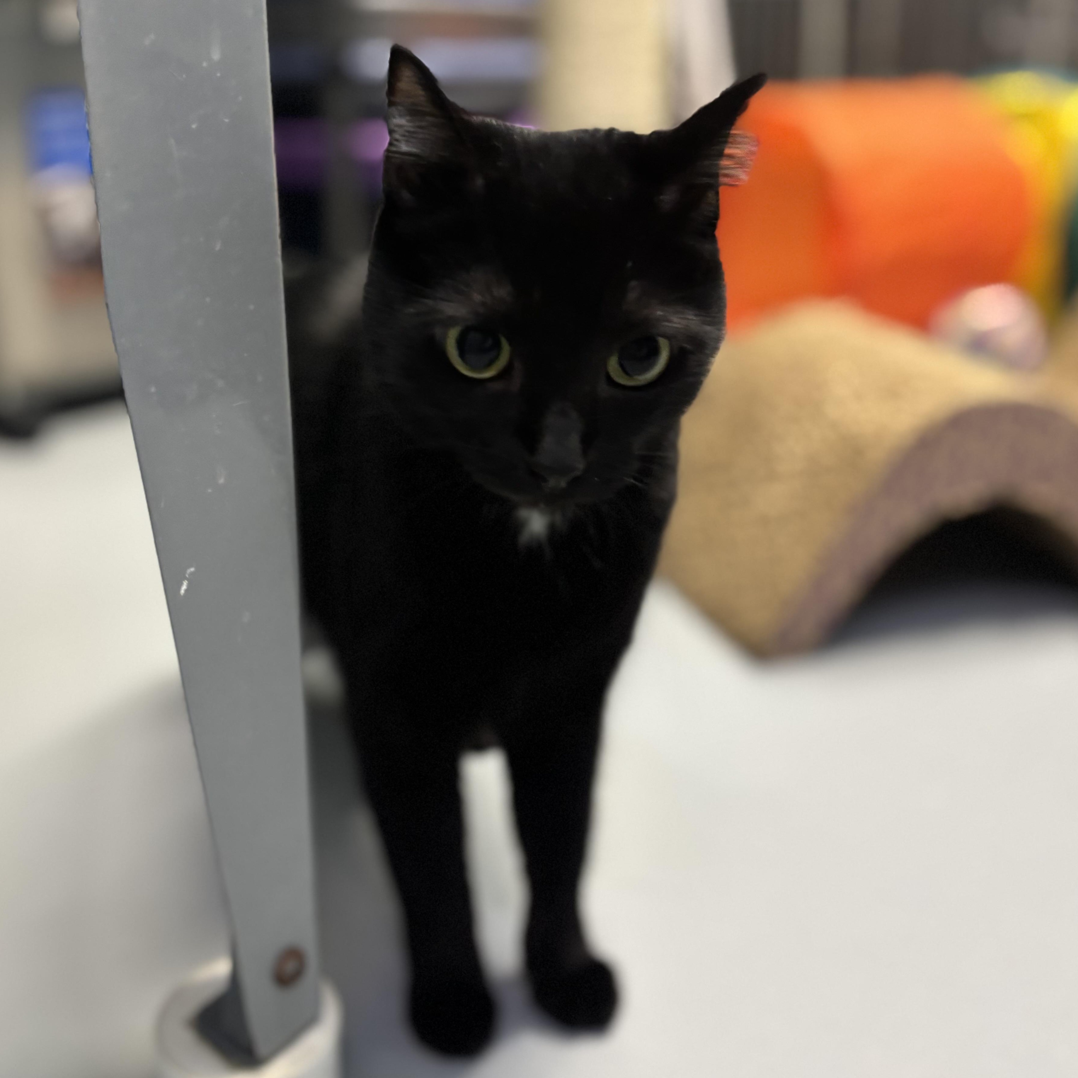 Elowen, a ADOPTABLE Domestic Short Hair in Lowell, AR image 2/4