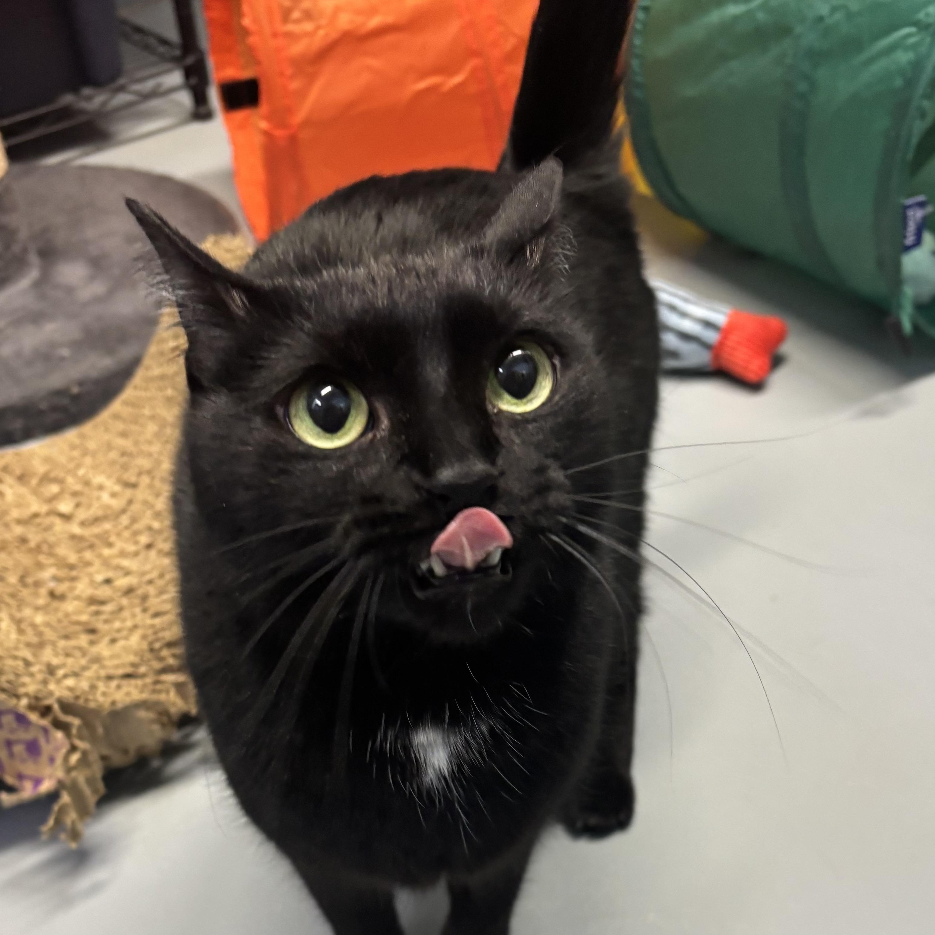 Elowen, a ADOPTABLE Domestic Short Hair in Lowell, AR image 4/4