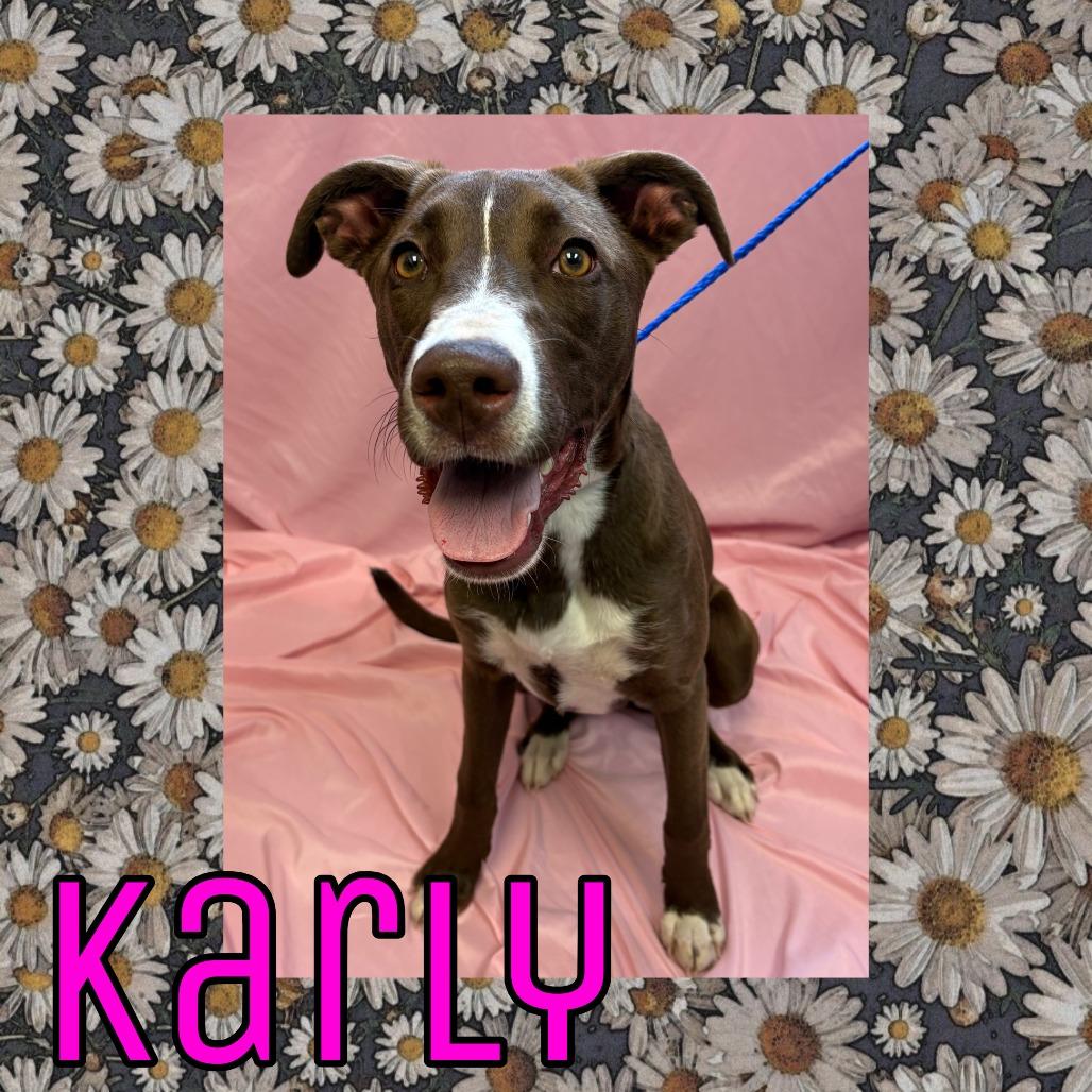 Karly, Adoptable, Young Female Chocolate Labrador Retriever & Mixed Breed.