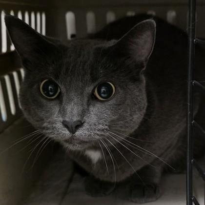 Ki Ki Boo, ADOPTABLE, Adult Female Domestic Short Hair.