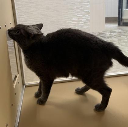 Enlarge Ki Ki Boo, a ADOPTABLE Domestic Short Hair in Dubuque, IA image 3/3