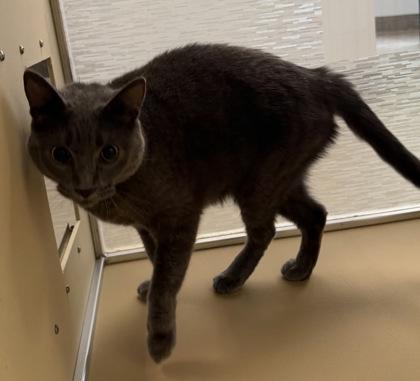 Enlarge Ki Ki Boo, a ADOPTABLE Domestic Short Hair in Dubuque, IA image 2/3