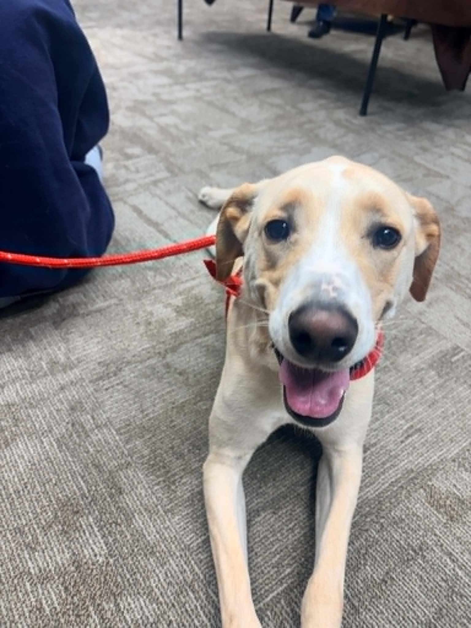 Rodeo aka Chico, Adopted, Adult Male Labrador Retriever.