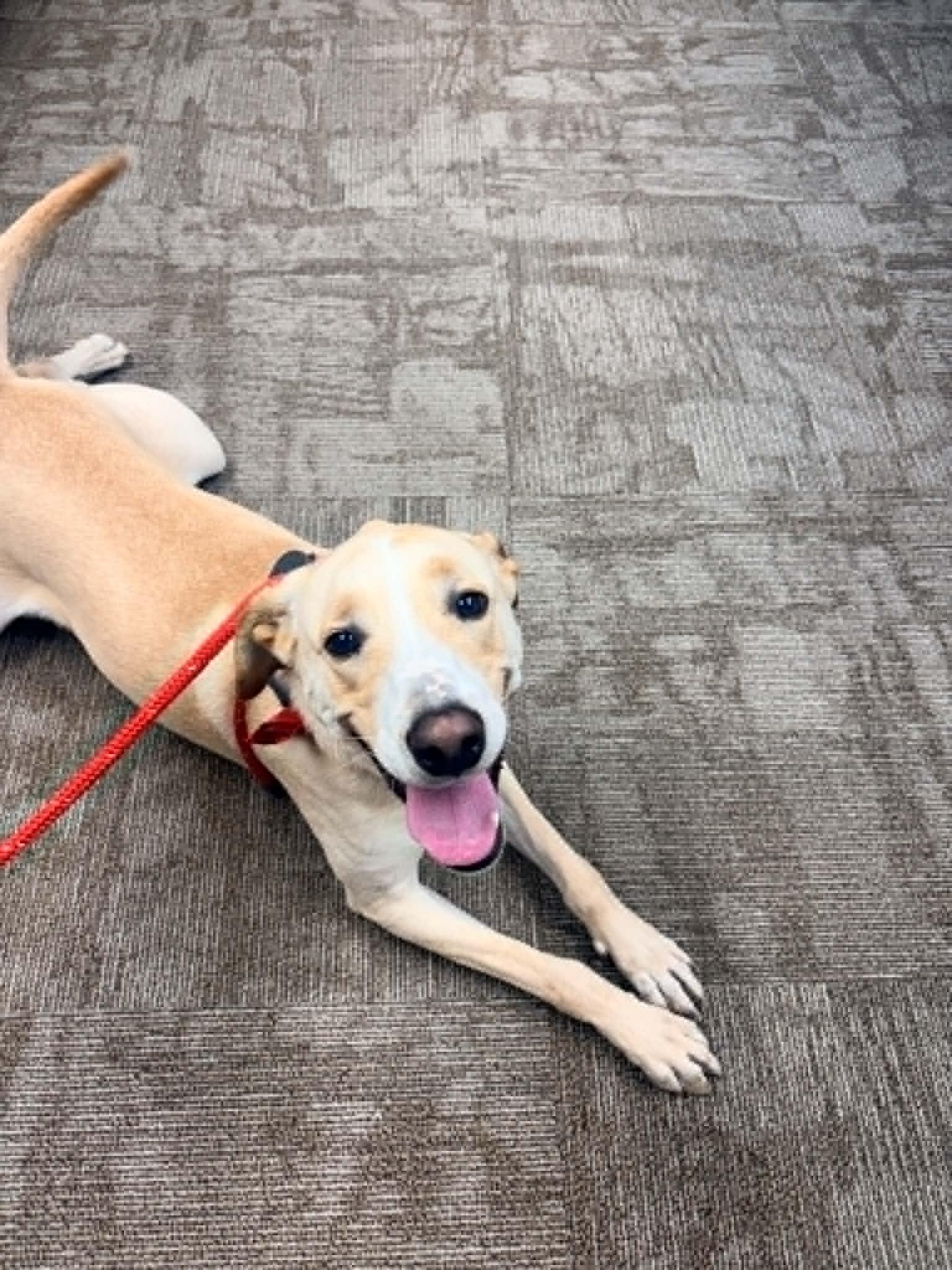 Rodeo aka Chico, a Adopted mixed breed in Kansas City, MO image 2/4