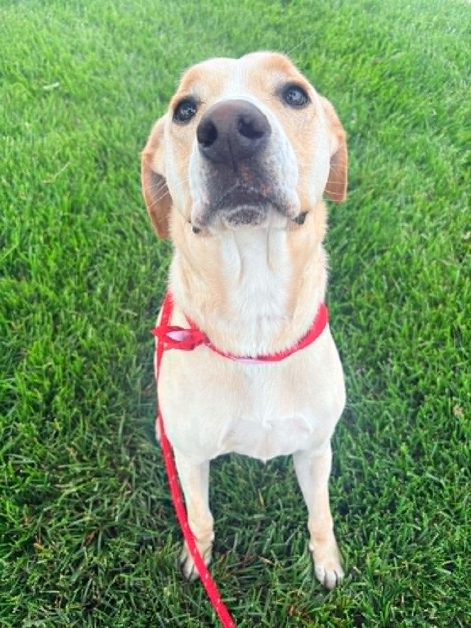 Rodeo aka Chico, a Adopted mixed breed in Kansas City, MO image 3/4