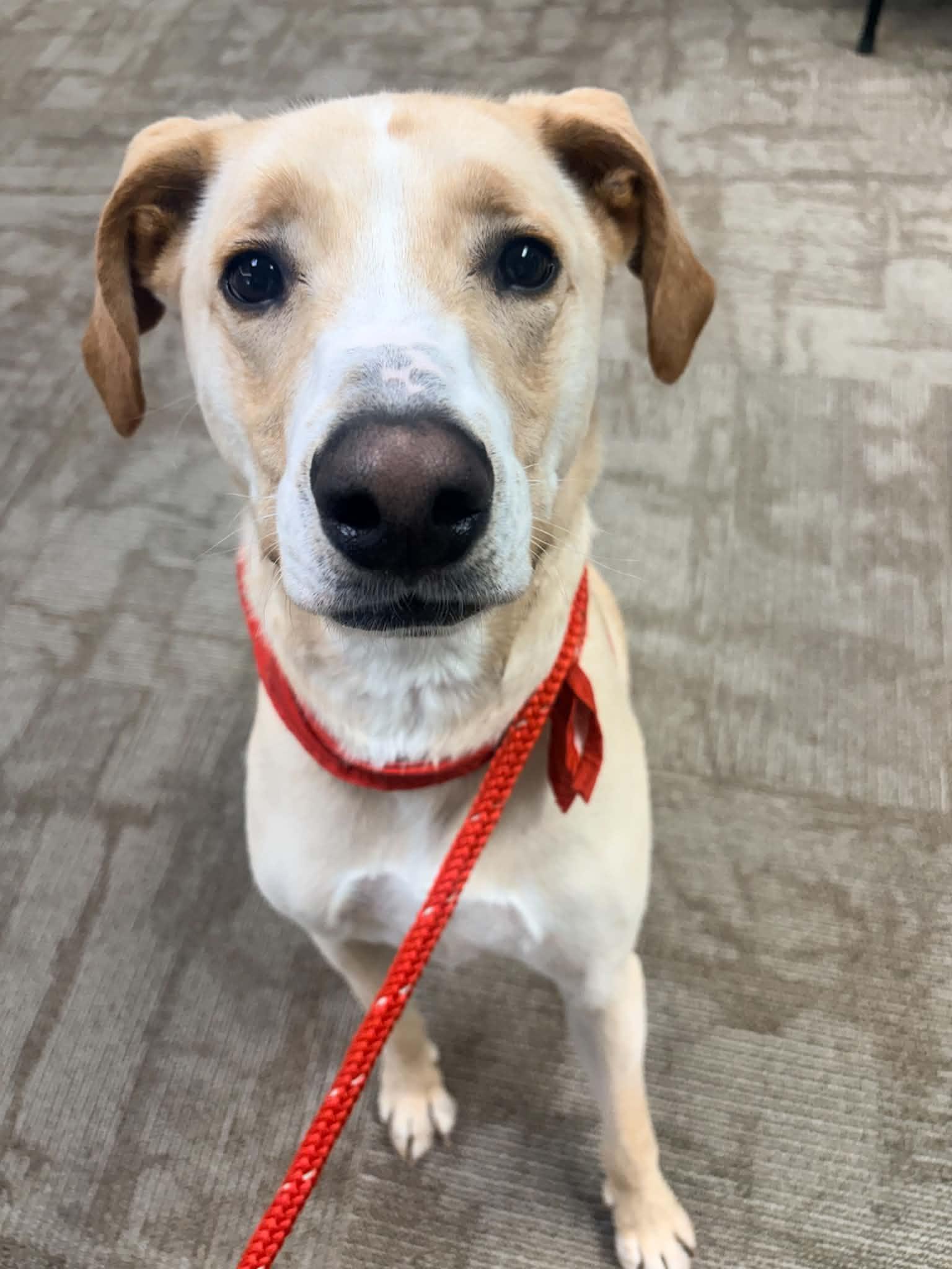 Rodeo aka Chico, a Adopted mixed breed in Kansas City, MO image 4/4
