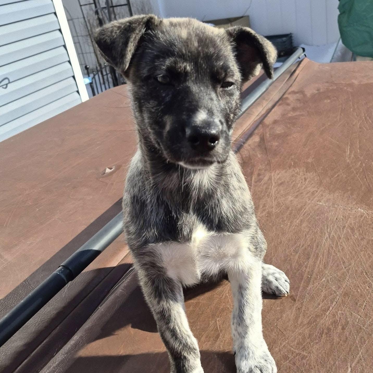 Sansa, adopted, Puppy Female Anatolian Shepherd & Husky.
