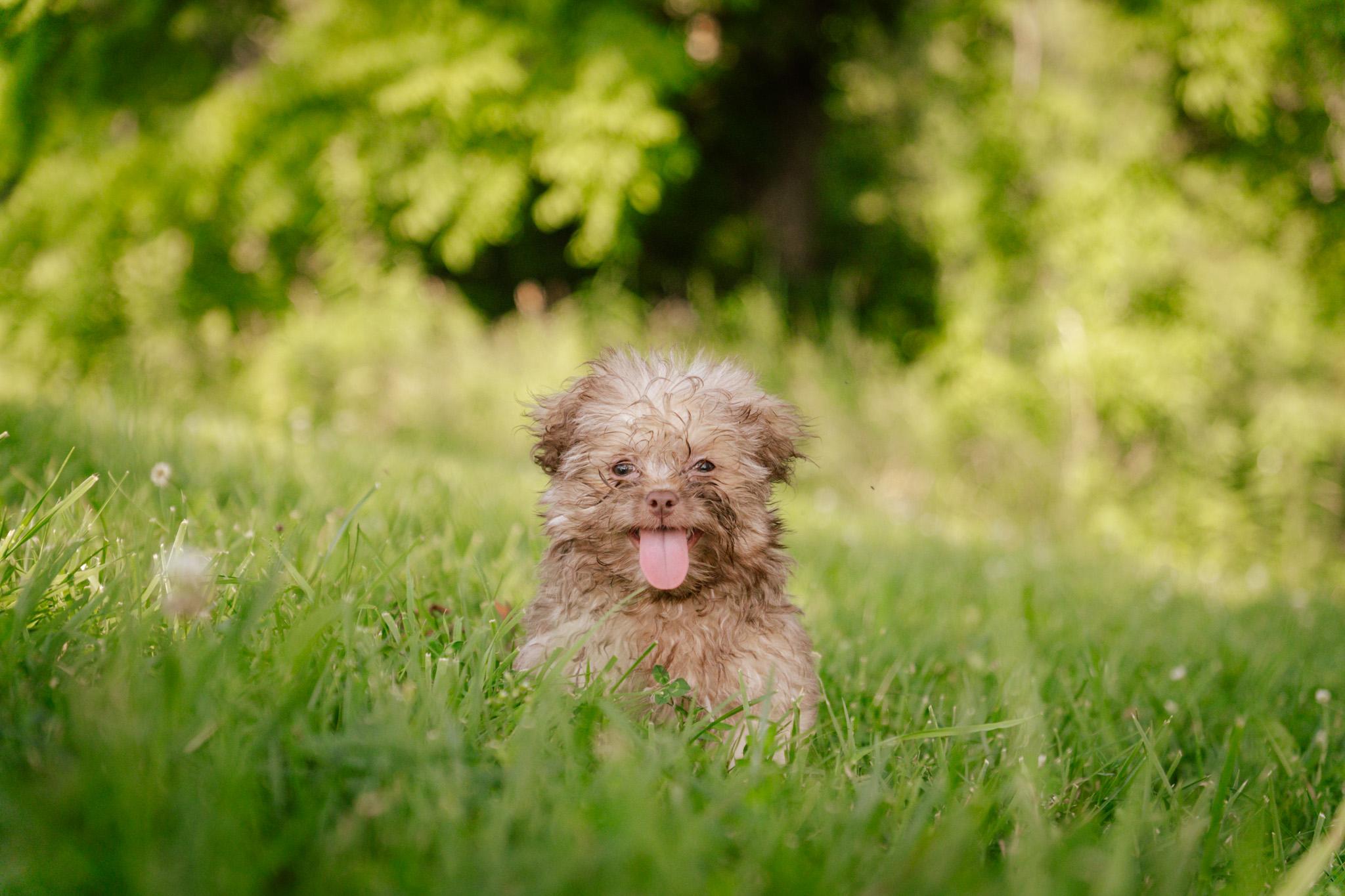 Julian, Baby Male Shih Tzu