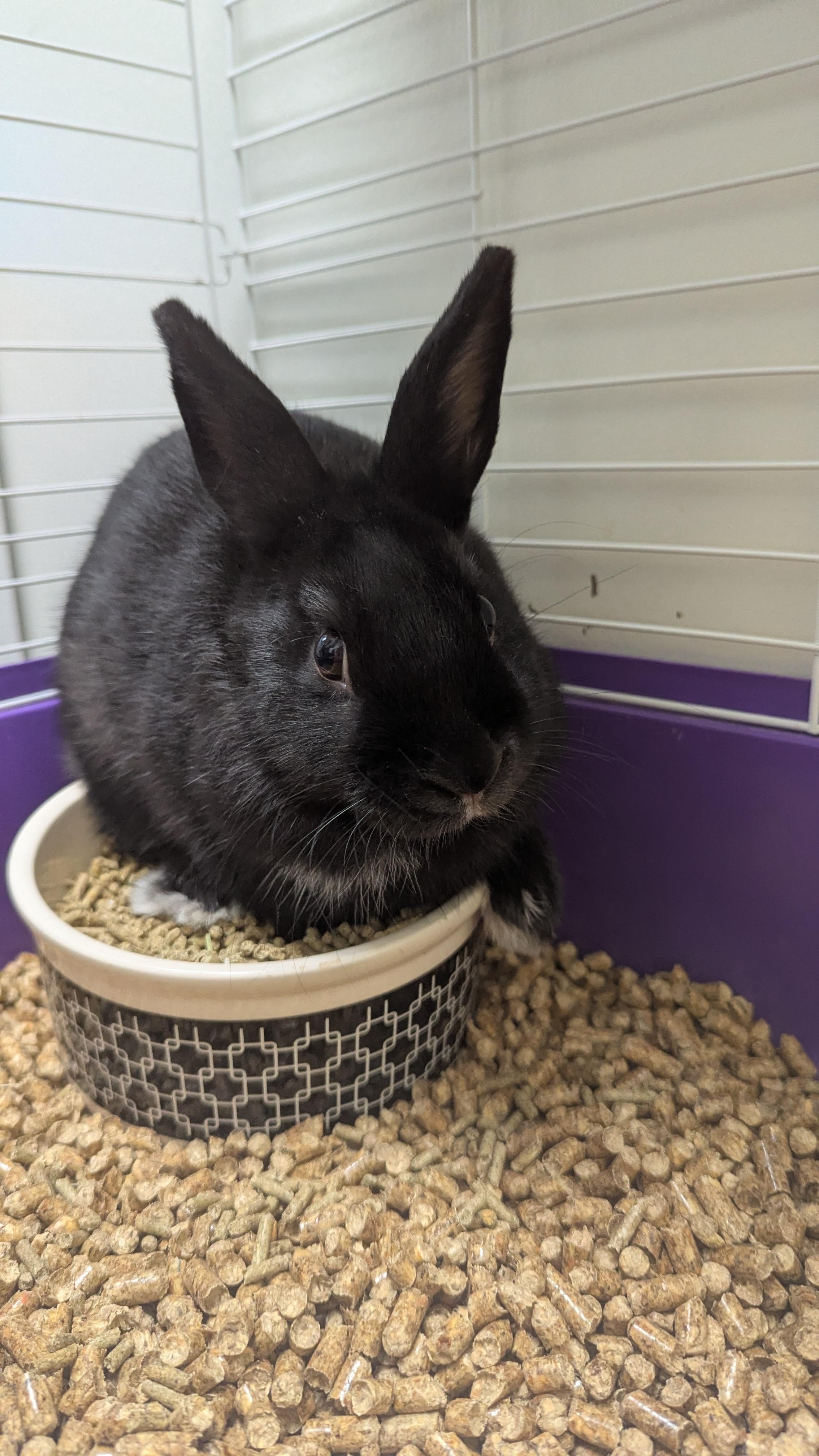 Blackbird, Adoptable, Young Male Mini Lop.