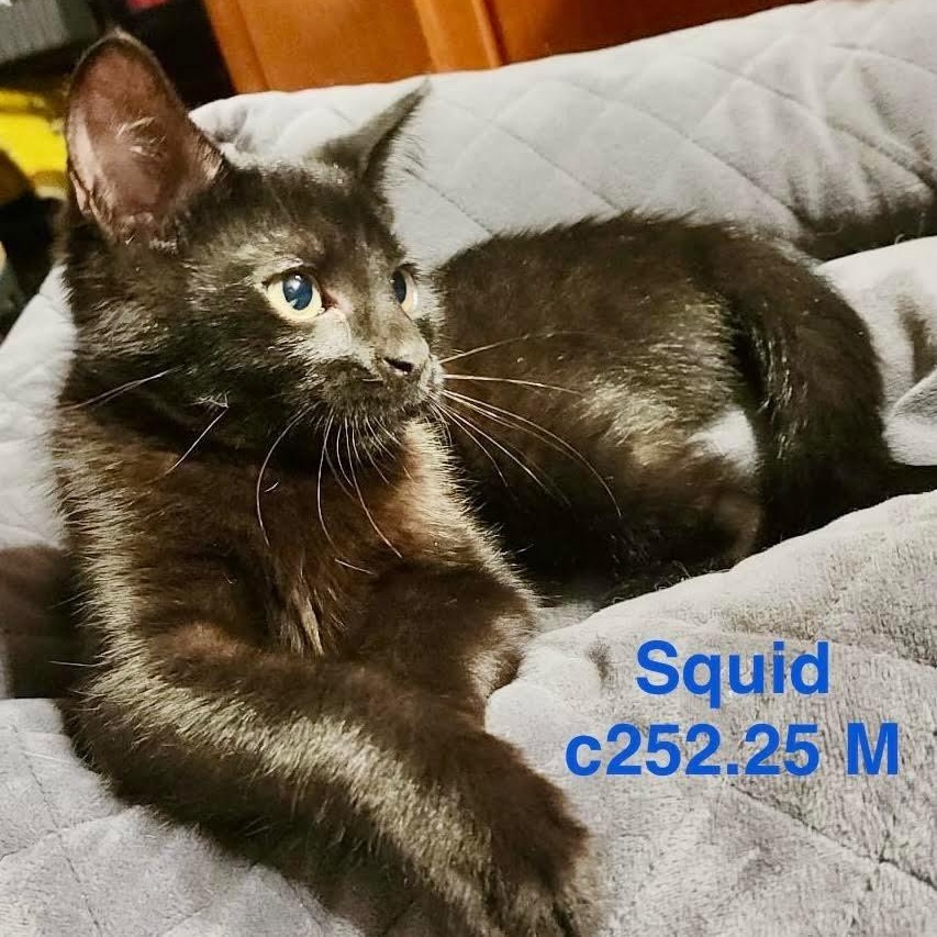 Foster Squid, Adoptable, Kitten Male Domestic Short Hair.