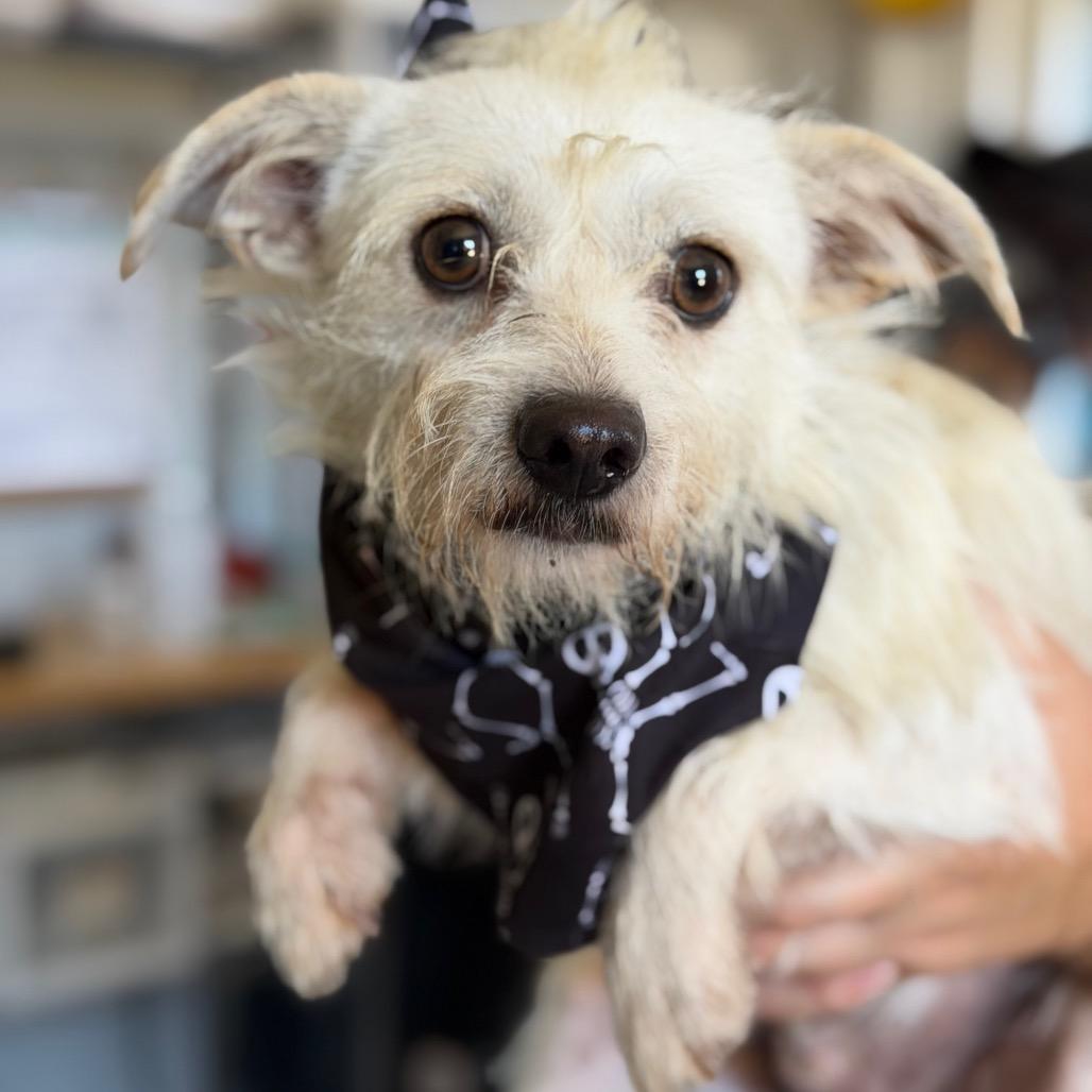 Enlarge Casper, a Adoptable mixed breed in New Orleans, LA image 1/2