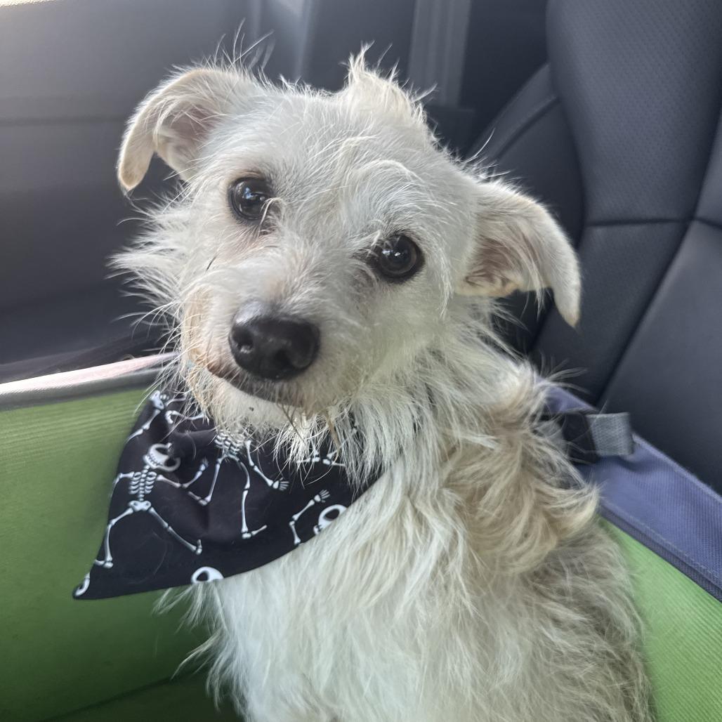 Enlarge Casper, a Adoptable mixed breed in New Orleans, LA image 2/2