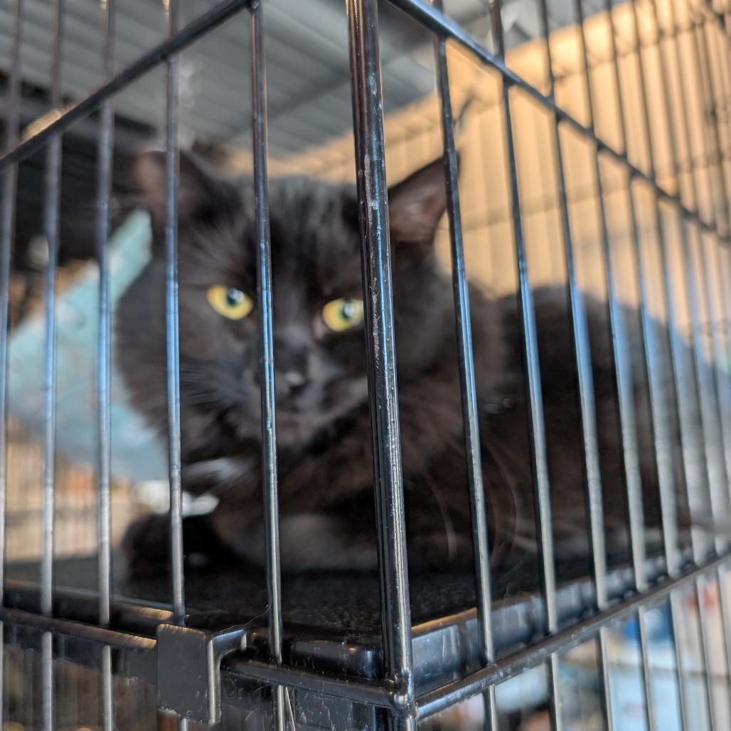 Enlarge Midnight, a Adoptable Domestic Medium Hair in Saugerties, NY image 1/3