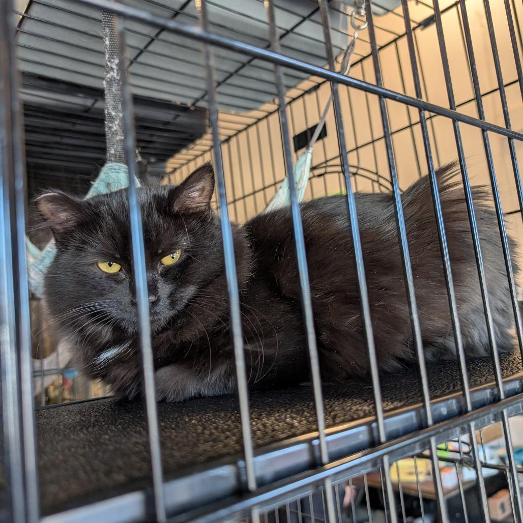 Enlarge Midnight, a Adoptable Domestic Medium Hair in Saugerties, NY image 2/3