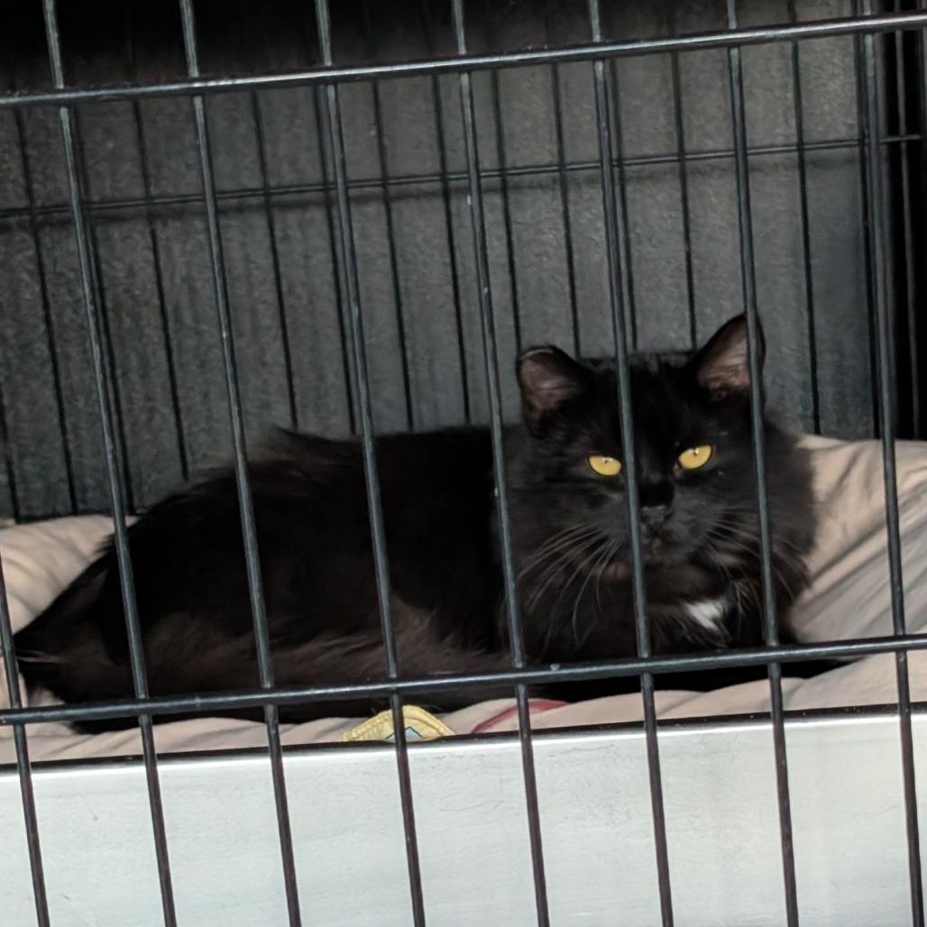 Enlarge Midnight, a Adoptable Domestic Medium Hair in Saugerties, NY image 3/3