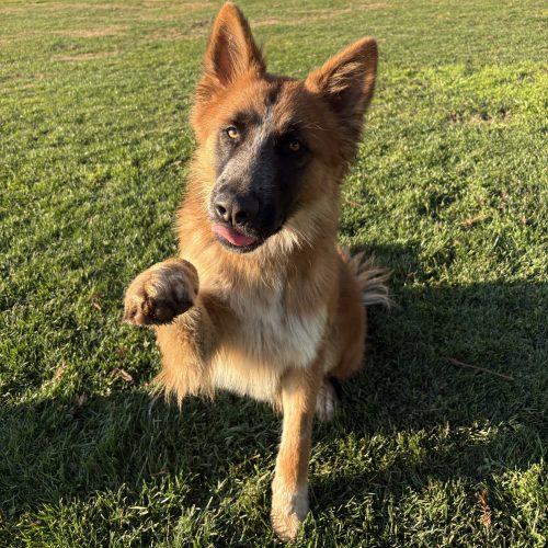 Denali, Adoptable, Young Male Belgian Shepherd / Malinois & Golden Retriever.