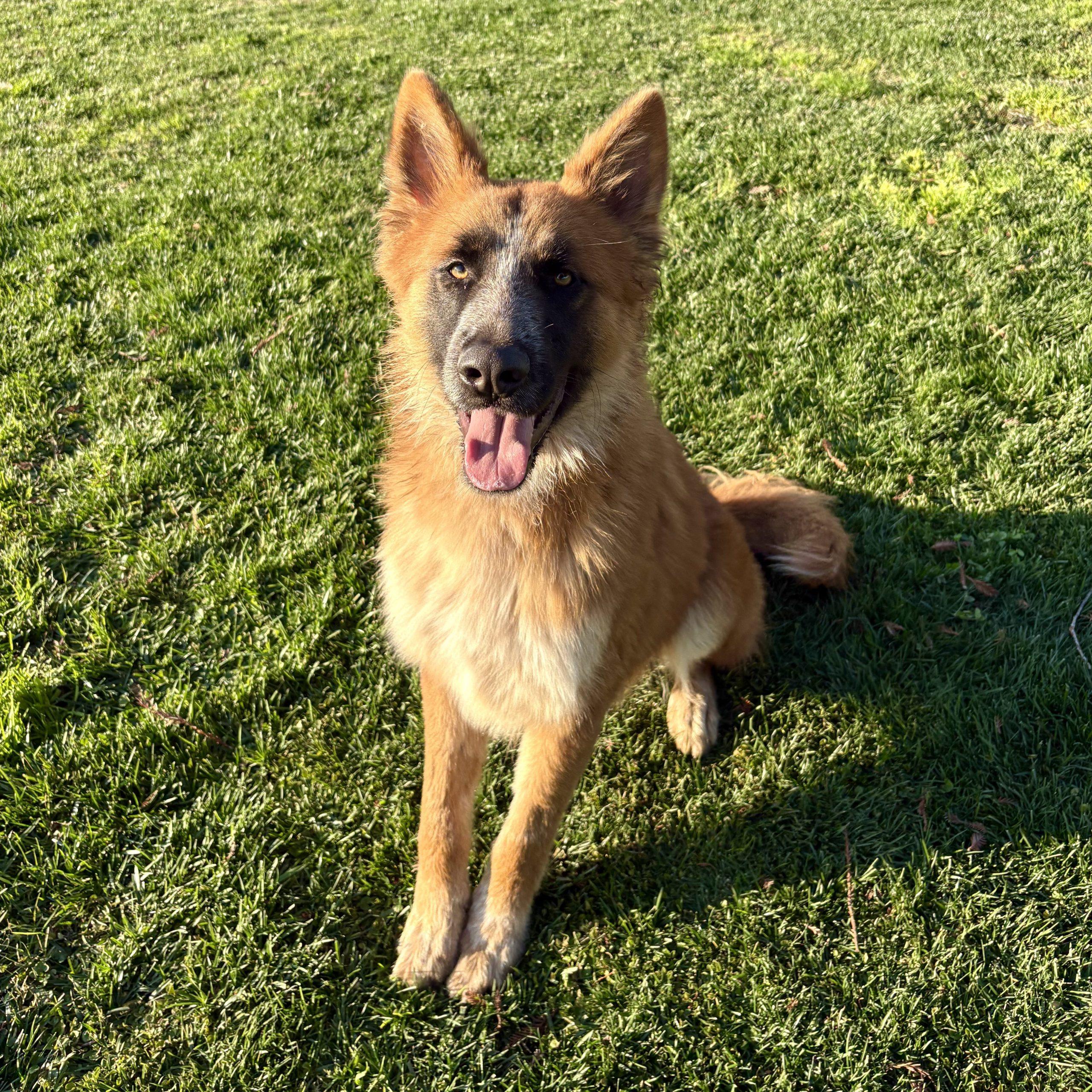 Enlarge Denali, a Adoptable mixed breed in Lathrop, CA image 2/2