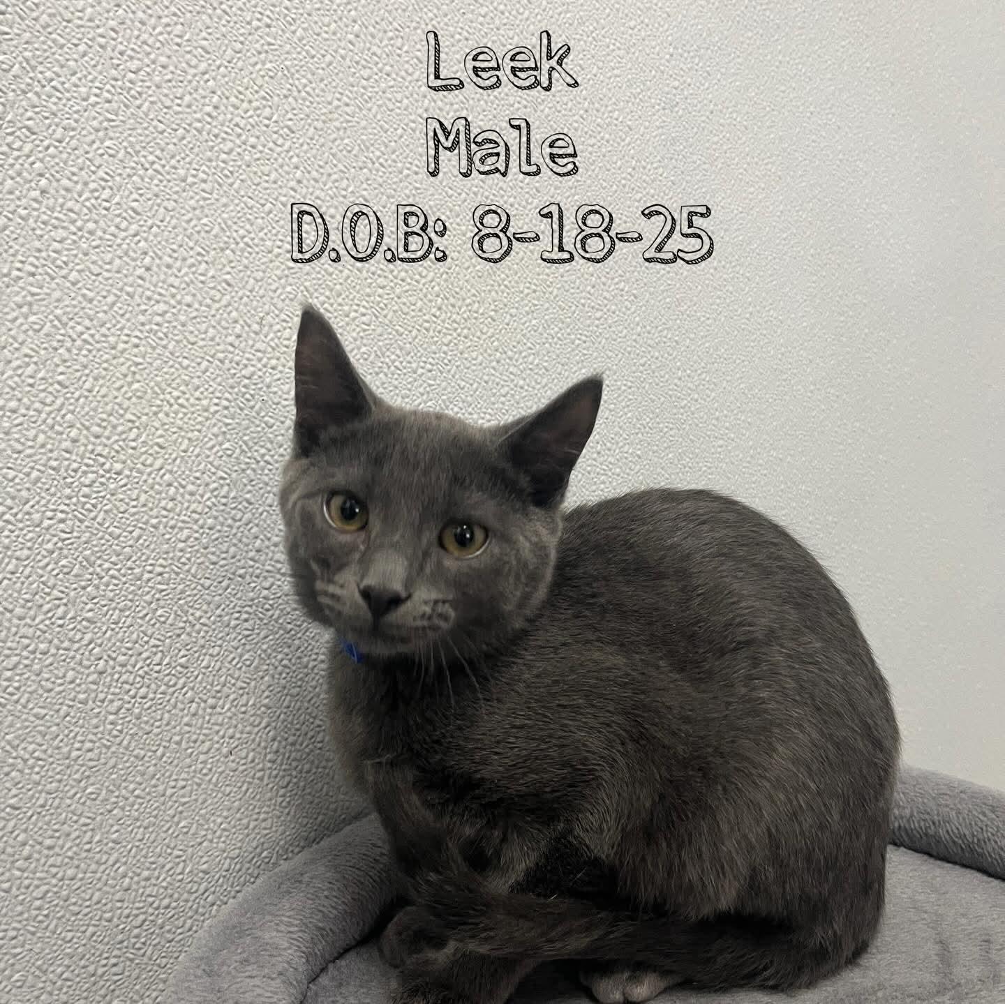 Enlarge Leek - Adorable and playful kitten, a Adoptable mixed breed in Hales Corners, WI image 1/5