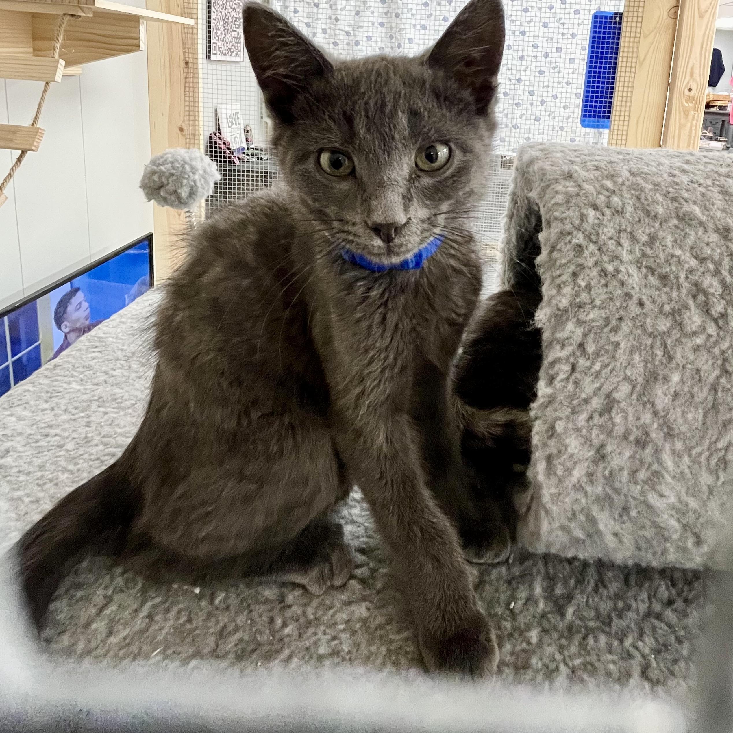 Enlarge Leek - Adorable and playful kitten, a Adoptable mixed breed in Hales Corners, WI image 3/5