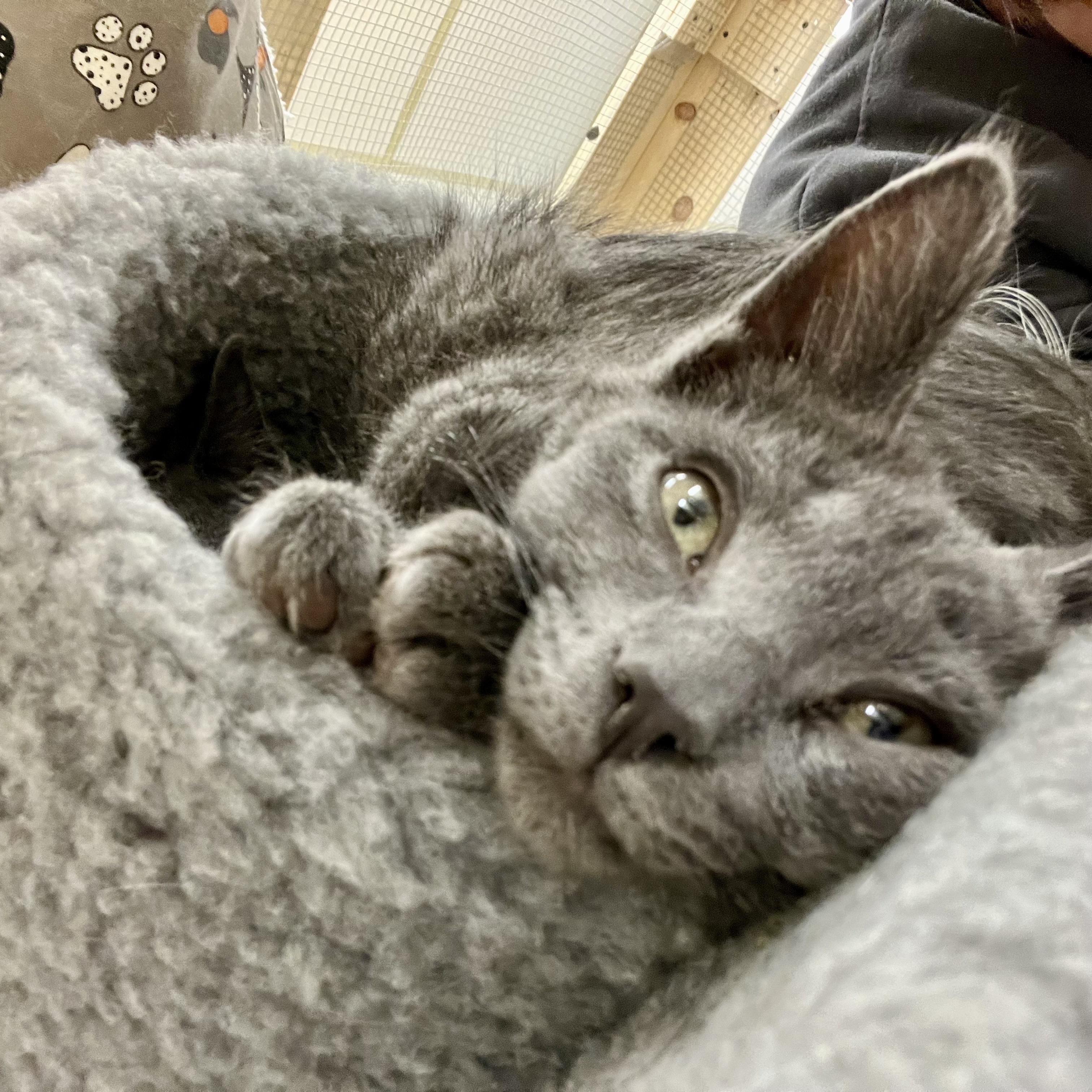 Enlarge Leek - Adorable and playful kitten, a Adoptable mixed breed in Hales Corners, WI image 4/5