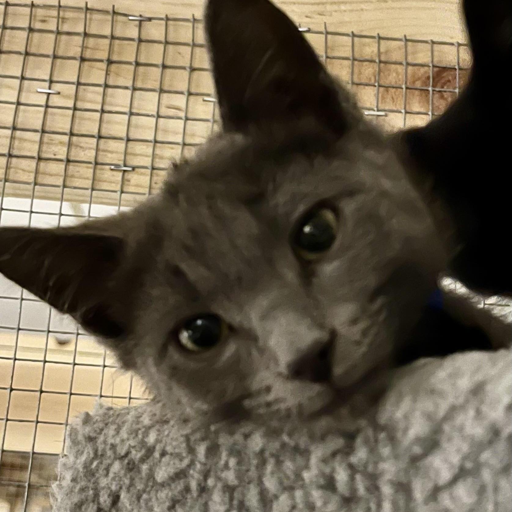 Enlarge Leek - Adorable and playful kitten, a Adoptable mixed breed in Hales Corners, WI image 5/5