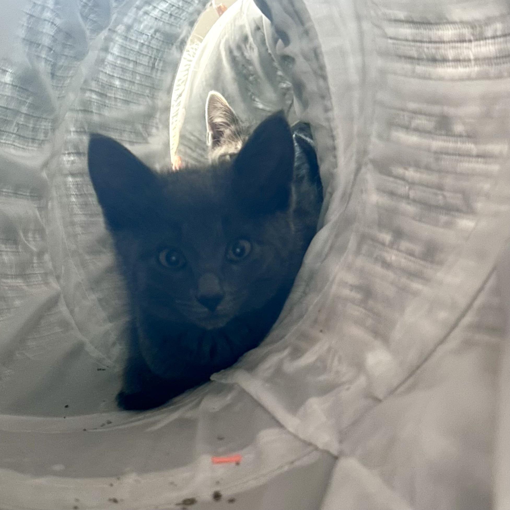 Enlarge Leek - Adorable and playful kitten, a Adoptable mixed breed in Hales Corners, WI image 2/5