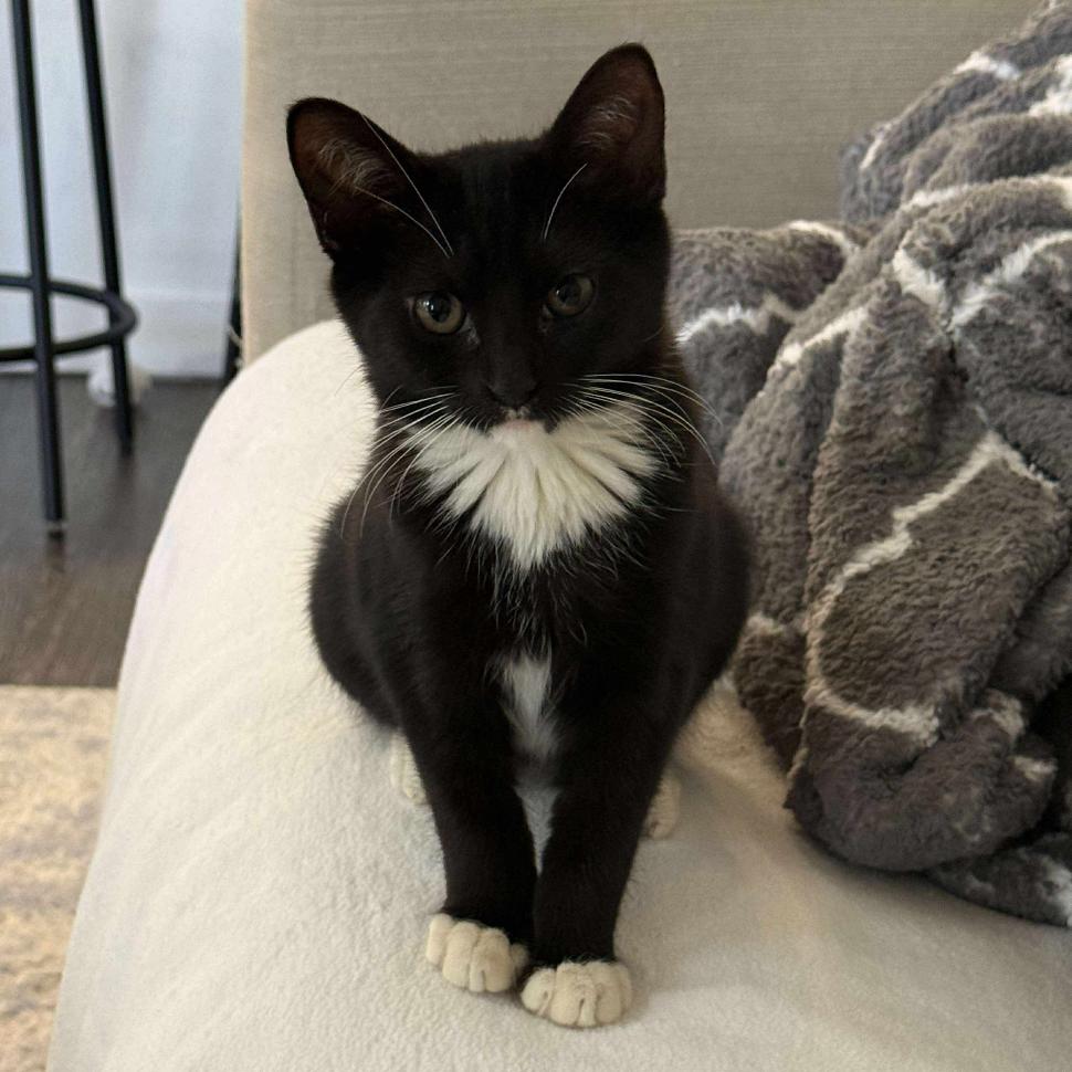 Enlarge Leia, a Adoptable Domestic Short Hair in Tampa, FL image 1/3