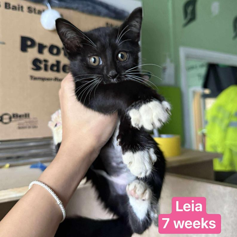 Enlarge Leia, a Adoptable Domestic Short Hair in Tampa, FL image 2/3