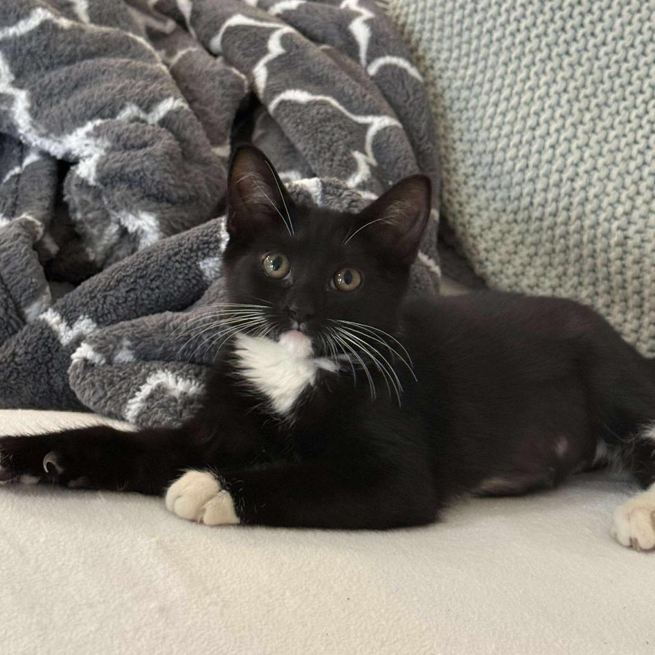 Enlarge Leia, a Adoptable Domestic Short Hair in Tampa, FL image 3/3