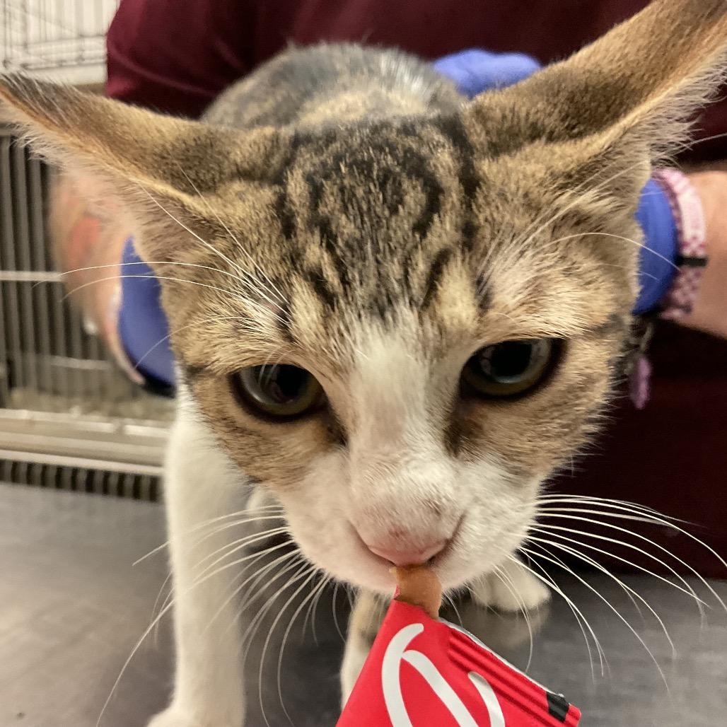 Enlarge Cupid, a Adoptable Domestic Short Hair in Monroe, LA image 1/1