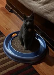 Enlarge Carnot, a Adopted Domestic Short Hair in Herndon, VA image 1/3