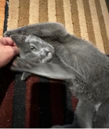 Enlarge Carnot, a Adopted Domestic Short Hair in Herndon, VA image 2/3